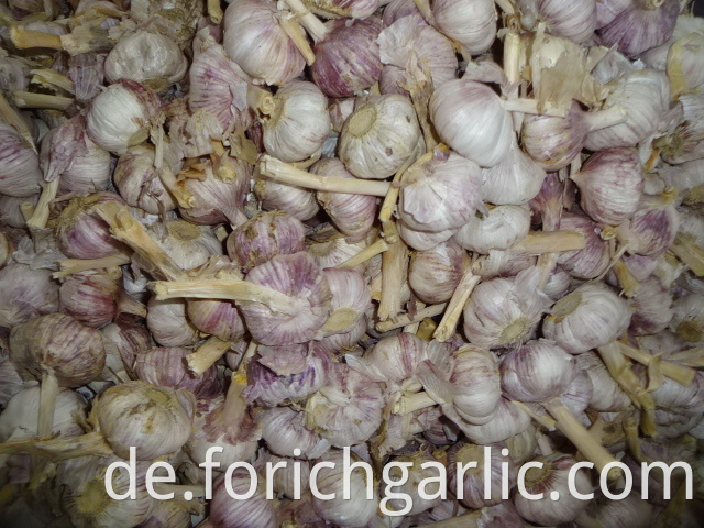 New Garlic Fresh